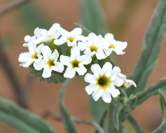Heliotropium steudneri