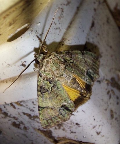 Guernsey Underwing, Варна, Болгария, photo 6 of 10