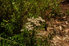 Ozothamnus cuneifolius