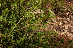 Ozothamnus cuneifolius