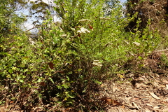 Ozothamnus cuneifolius