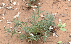 Heliotropium steudneri
