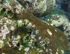 Ophioblennius steindachneri