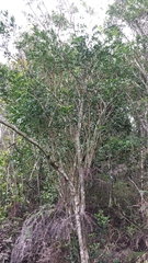 Millettia