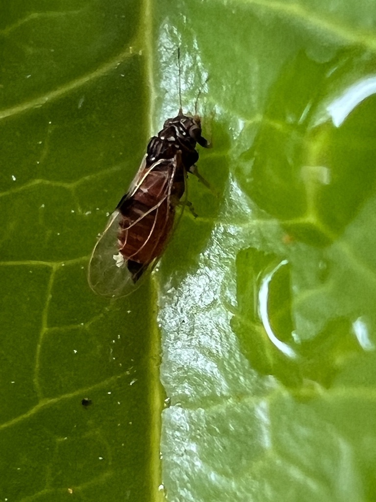 Pear psylla