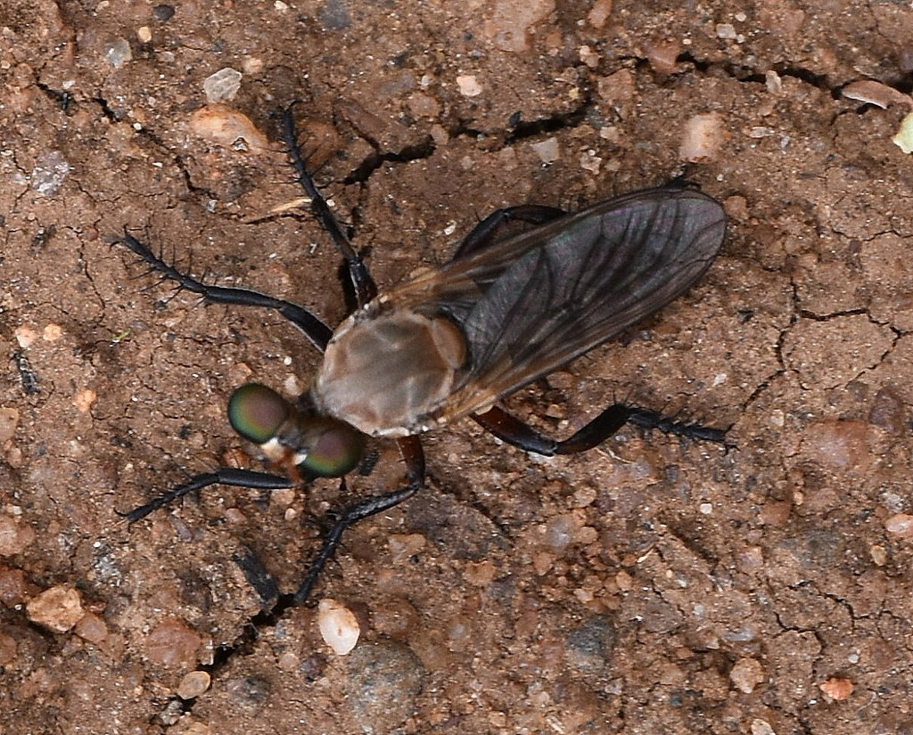 Anypodetus arachnoides