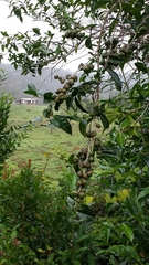 Camellia japonica