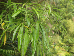 Melicytus lanceolatus