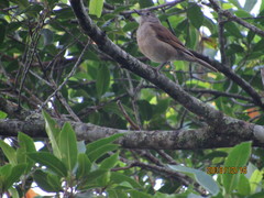 Turdus leucomelas