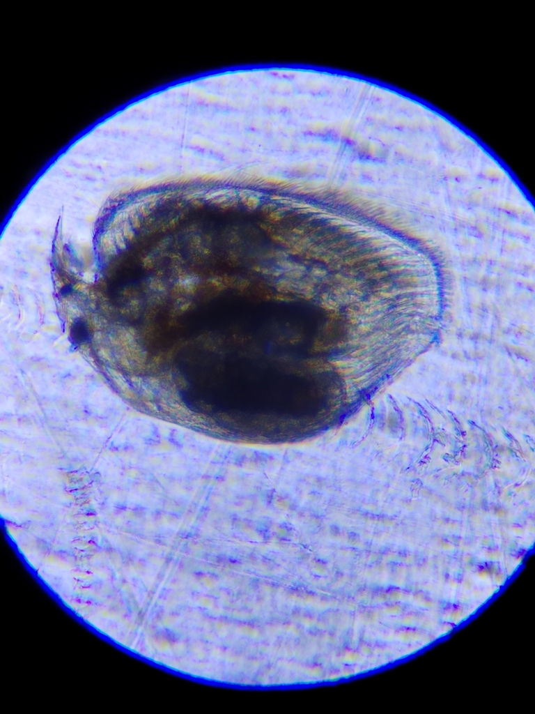 Chydoridae from Брянская обл., Россия, 241022 on June 23, 2023 at 0949