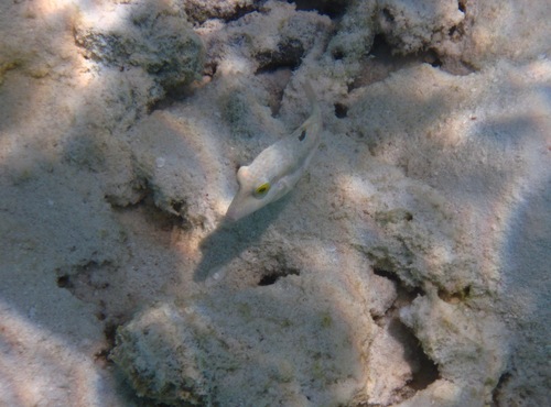 Whitebelly Toby — seen at this dive site