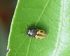 Acmaeodera amoenula
