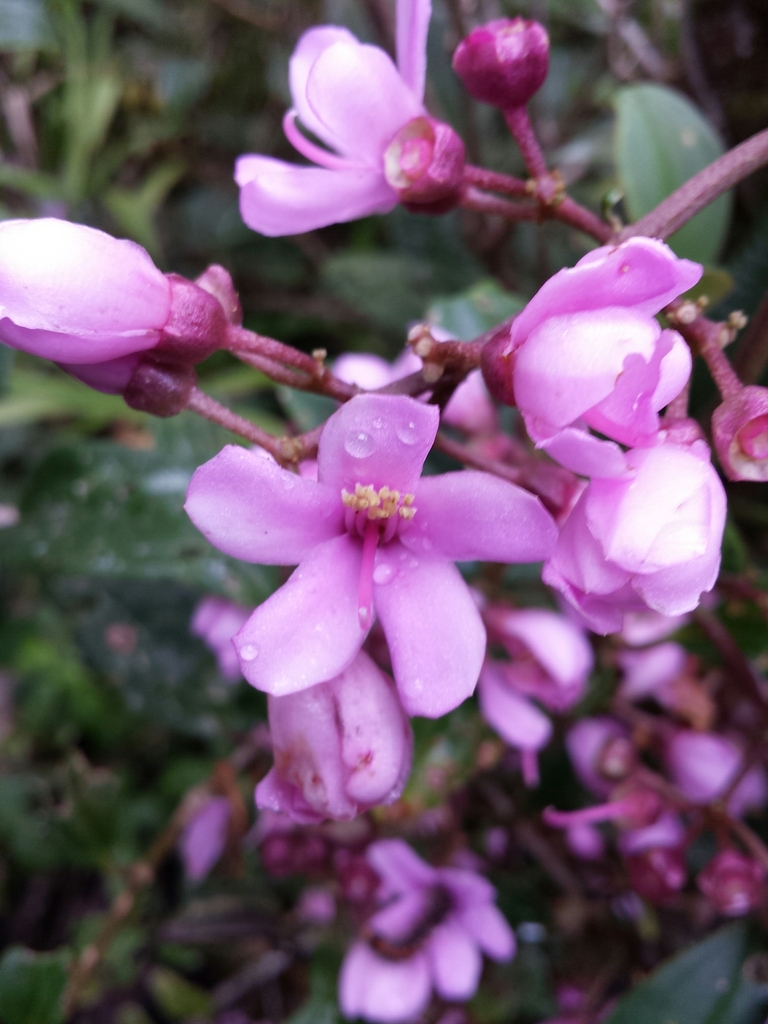 Gravesia laxiflora