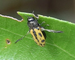 Acmaeodera amoenula