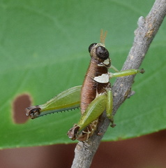 Thericleidae
