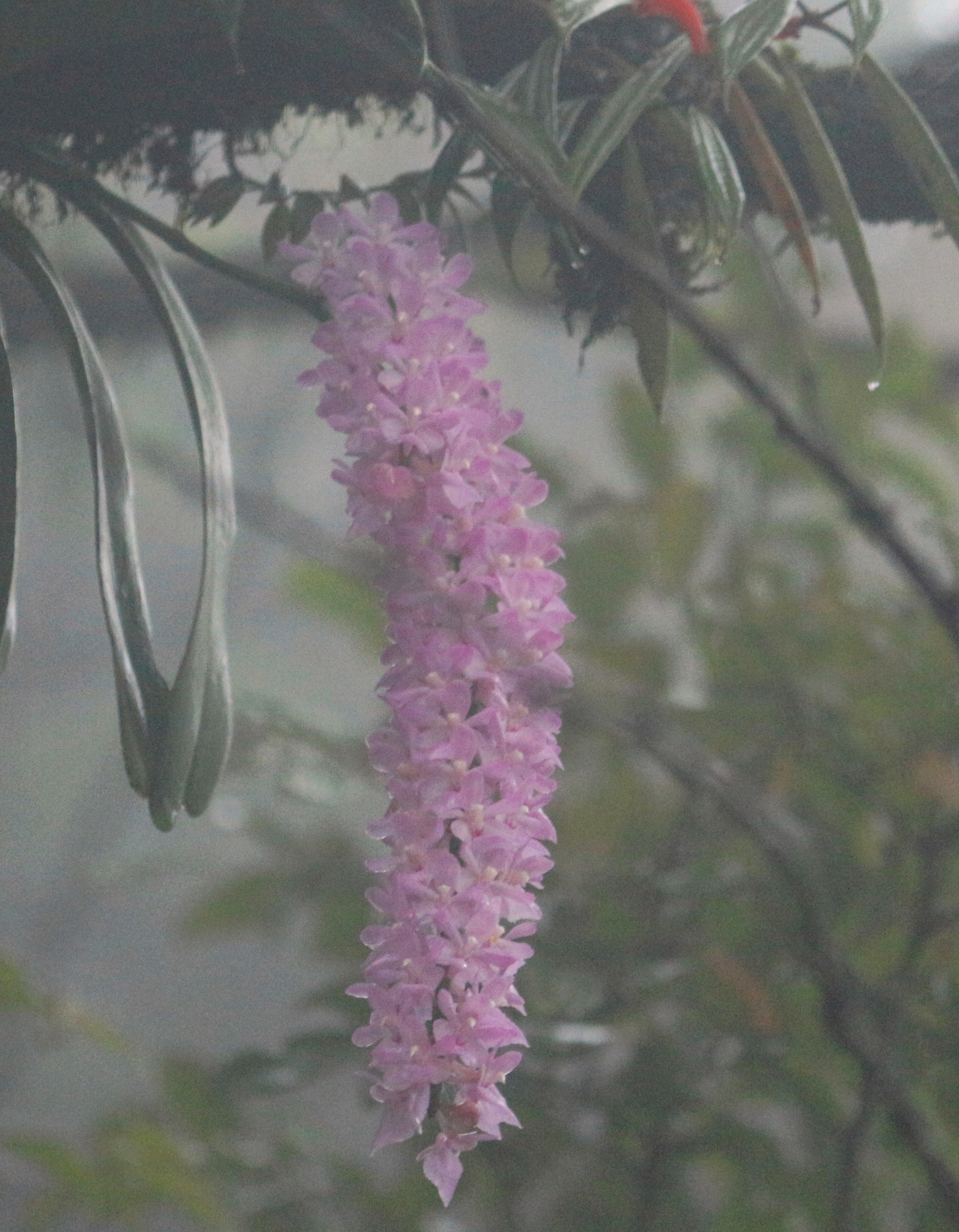 Aerides rosea Lodd. ex Lindl. & Paxton