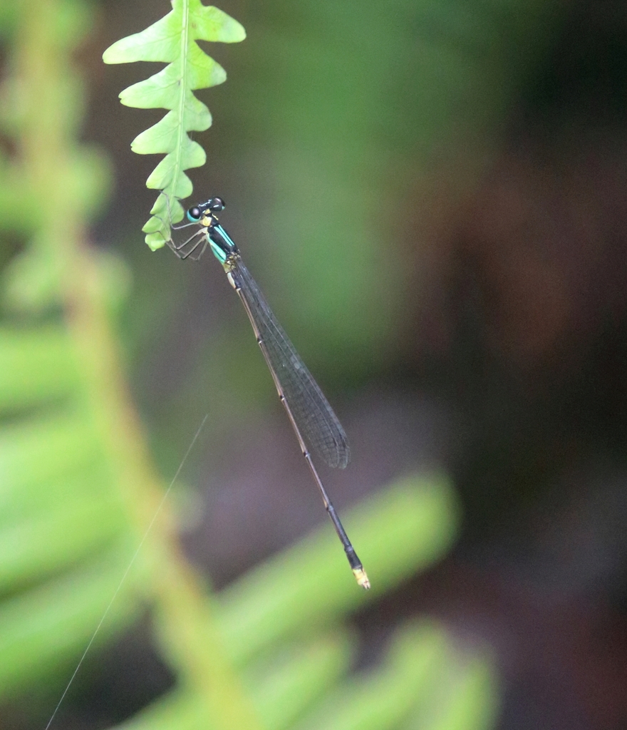 Coeliccia fraseri