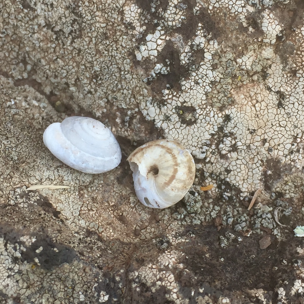 Discula polymorpha