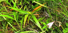 Gladiolus papilio