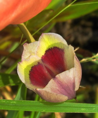 Gladiolus papilio