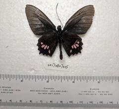 Parides lysander