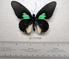 Parides sesostris