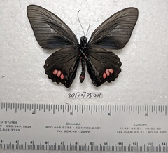 Parides sesostris