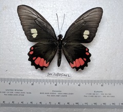 Parides sesostris