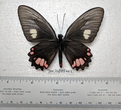 Parides sesostris