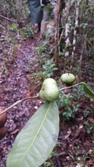 Camellia japonica