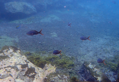 Cephalopholis colonus