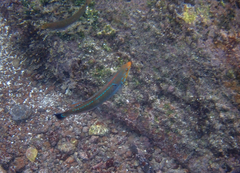 Halichoeres dispilus