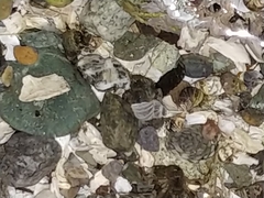 Pagurus hirsutiusculus