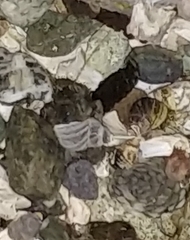 Pagurus hirsutiusculus