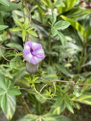 Ipomoea cairica image