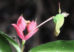 Euphorbia peritropoides