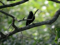 Melaenornis pammelaina ater