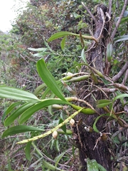 Bulbophyllum auriflorum image