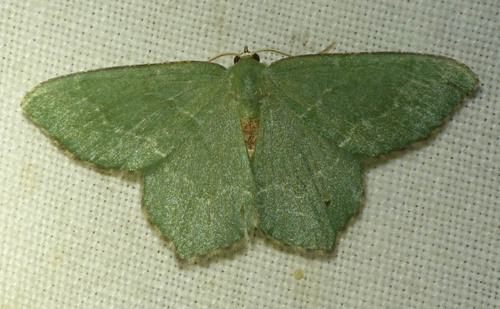 Hemithea aestivaria