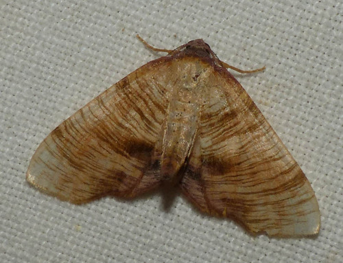Plagodis dolabraria