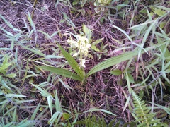 Eulophia plantaginea