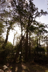 Angophora floribunda