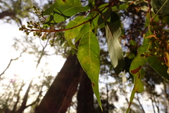 Angophora floribunda
