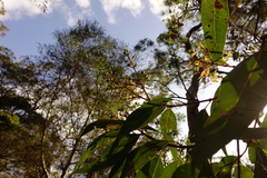 Angophora floribunda