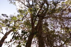 Angophora floribunda