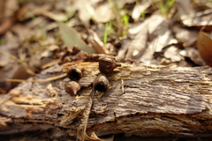 Angophora floribunda
