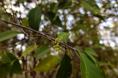 Notelaea ligustrina