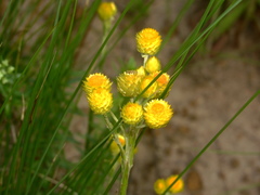 Helichrysum longifolium