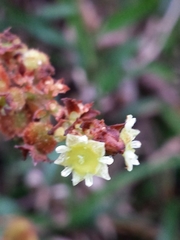 Gouania phillipsonii