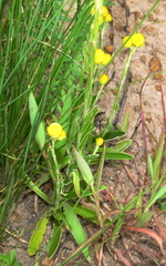 Helichrysum longifolium